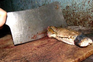 A man in tangerang chopped off the head of a living snake, selling its blood for traditional medicine.